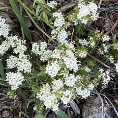 Asperula conferta (Common Woodruff) at Denman Prospect, ACT - 11 Oct 2025 by Jennybach