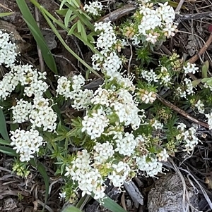 Unverified Plant at Denman Prospect, ACT - Today by Jennybach