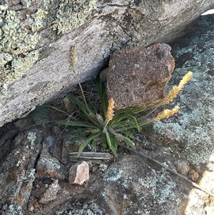 Plantago varia at Denman Prospect, ACT - Today by Jennybach