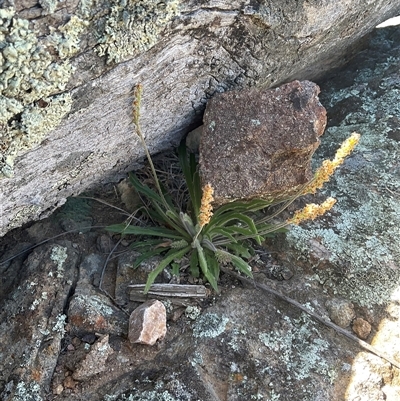 Plantago gaudichaudii (Narrow Plantain) at Denman Prospect, ACT - 11 Oct 2025 by Jennybach