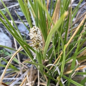 Unverified Plant at Denman Prospect, ACT - Today by Jennybach