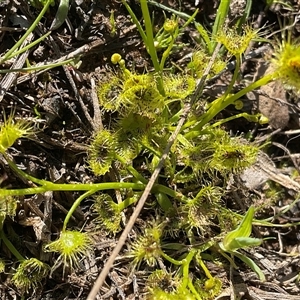Drosera gunniana at Denman Prospect, ACT - Today by Jennybach