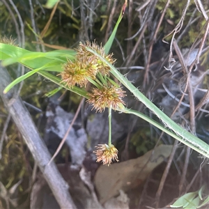 Lomandra longifolia at Aranda, ACT - 10 Oct 2025 by Jennybach