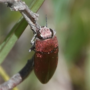 Melobasis propinqua (Propinqua jewel beetle) at Hall, ACT - Yesterday by Anna123
