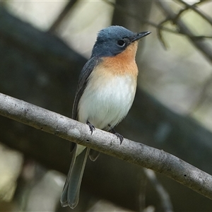 Myiagra rubecula (Leaden Flycatcher) at Hall, ACT - Yesterday by Anna123