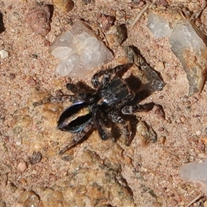 Maratus chrysomelas at Hall, ACT - Yesterday by Anna123