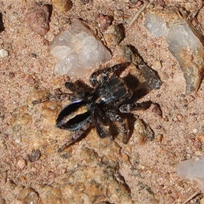 Maratus chrysomelas (Variable Peacock Spider) at Hall, ACT - 11 Oct 2025 by Anna123