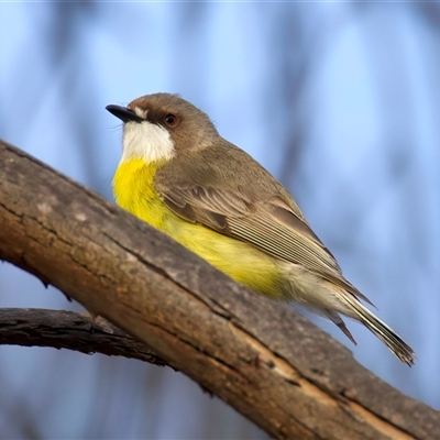 Gerygone olivacea (White-throated Gerygone) at Pialligo, ACT - 9 Oct 2025 by jb2602