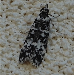 Scoparia exhibitalis (A Crambid moth) at Hall, ACT - 10 Oct 2025 by Anna123