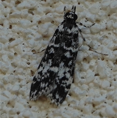 Scoparia exhibitalis (A Crambid moth) at Hall, ACT - 10 Oct 2025 by Anna123