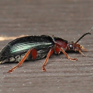 Unverified Beetle (Coleoptera) at Acton, ACT - 10 Oct 2025 by TimL