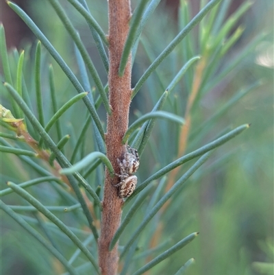 Opisthoncus sp. (genus) (Opisthoncus jumping spider) at Mount Kembla, NSW - 11 Oct 2025 by BackyardHabitatProject