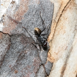 Camponotus suffusus (Golden-tailed sugar ant) at Bruce, ACT - 10 Oct 2025 by AlisonMilton