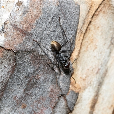 Camponotus suffusus (Golden-tailed sugar ant) at Bruce, ACT - 10 Oct 2025 by AlisonMilton
