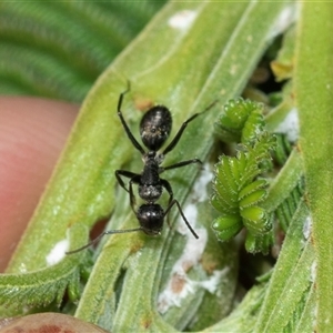 Camponotus sp. (genus) (A sugar ant) at Bruce, ACT - 10 Oct 2025 by AlisonMilton