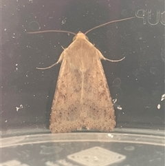 Helicoverpa (genus) (A bollworm) at Dickson, ACT - 11 Oct 2025 by Lisa.Jok