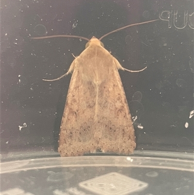 Helicoverpa (genus) (A bollworm) at Dickson, ACT - 11 Oct 2025 by Lisa.Jok
