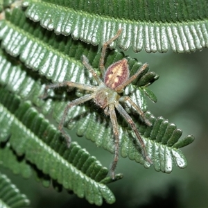 Lehtinelagia evanida at Bruce, ACT - 10 Oct 2025 by AlisonMilton