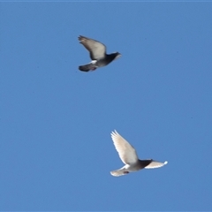 Columba livia (Rock Dove (Feral Pigeon)) at Bruce, ACT - 10 Oct 2025 by AlisonMilton