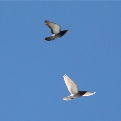 Columba livia (Rock Dove (Feral Pigeon)) at Bruce, ACT - 10 Oct 2025 by AlisonMilton