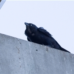 Corvus coronoides at Bruce, ACT - 10 Oct 2025 by AlisonMilton