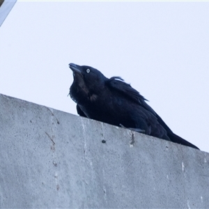 Corvus coronoides at Bruce, ACT - 10 Oct 2025 by AlisonMilton