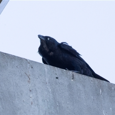 Corvus coronoides at Bruce, ACT - 10 Oct 2025 by AlisonMilton
