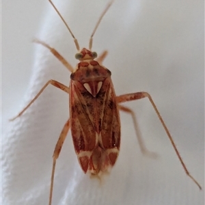 Acaciacapsus (Genus) at Holder, ACT - Yesterday by Miranda