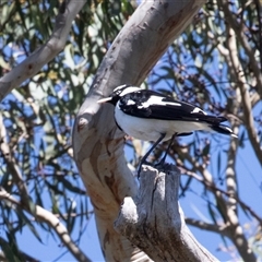 Grallina cyanoleuca (Magpie-lark) at Bruce, ACT - 10 Oct 2025 by AlisonMilton