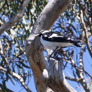 Grallina cyanoleuca at Bruce, ACT - 10 Oct 2025 by AlisonMilton