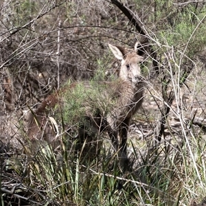 Macropus giganteus (Eastern Grey Kangaroo) at Bruce, ACT - 10 Oct 2025 by AlisonMilton