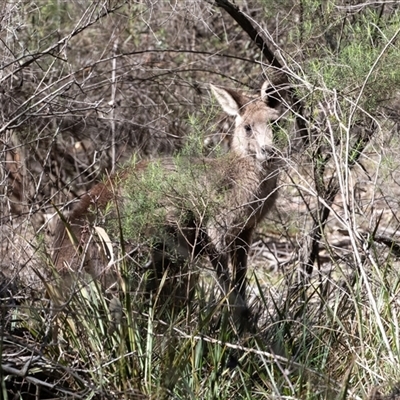 Macropus giganteus (Eastern Grey Kangaroo) at Bruce, ACT - 10 Oct 2025 by AlisonMilton