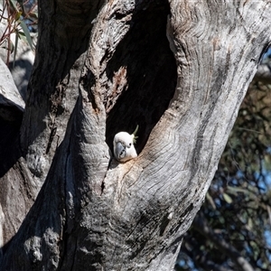 Cacatua galerita by AlisonMilton