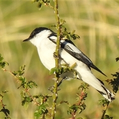 Lalage tricolor (White-winged Triller) at Kambah, ACT - 10 Oct 2025 by HelenCross