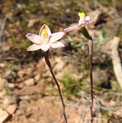 Thelymitra carnea (Tiny Sun Orchid) at Bruce, ACT - 11 Oct 2025 by HelenCross