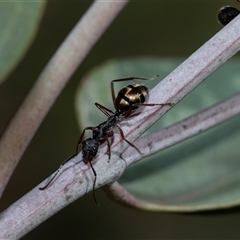 Camponotus suffusus (Golden-tailed sugar ant) at Bruce, ACT - 10 Oct 2025 by AlisonMilton