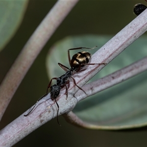 Camponotus suffusus (Golden-tailed sugar ant) at Bruce, ACT - 10 Oct 2025 by AlisonMilton