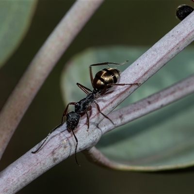 Camponotus suffusus (Golden-tailed sugar ant) at Bruce, ACT - 10 Oct 2025 by AlisonMilton