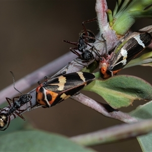 Eurymeloides pulchra (Gumtree hopper) at Bruce, ACT - 10 Oct 2025 by AlisonMilton