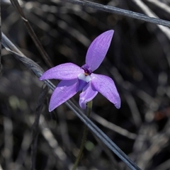 Glossodia major (Wax Lip Orchid) at Bruce, ACT - 10 Oct 2025 by AlisonMilton