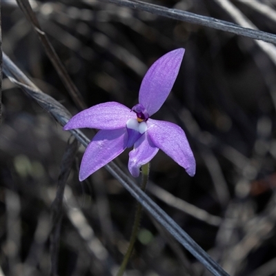 Glossodia major (Wax Lip Orchid) at Bruce, ACT - 10 Oct 2025 by AlisonMilton