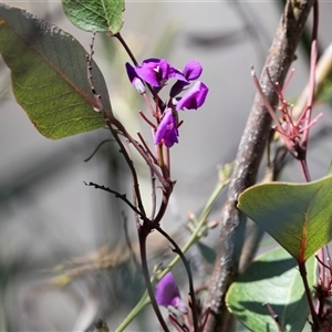 Hardenbergia violacea at Bruce, ACT - 10 Oct 2025 by AlisonMilton