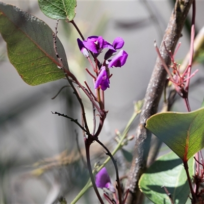 Hardenbergia violacea (False Sarsaparilla) at Bruce, ACT - 10 Oct 2025 by AlisonMilton