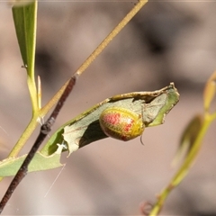 Paropsisterna fastidiosa (Eucalyptus leaf beetle) at Bruce, ACT - 10 Oct 2025 by AlisonMilton