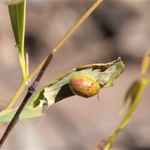 Paropsisterna fastidiosa (Eucalyptus leaf beetle) at Bruce, ACT - 10 Oct 2025 by AlisonMilton