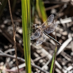 Hemicordulia tau (Tau Emerald) at Bruce, ACT - 10 Oct 2025 by AlisonMilton