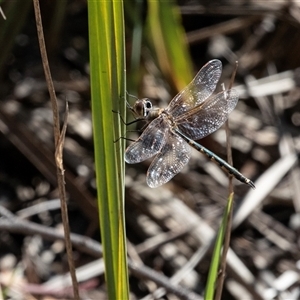 Hemicordulia tau at Bruce, ACT - 10 Oct 2025 by AlisonMilton