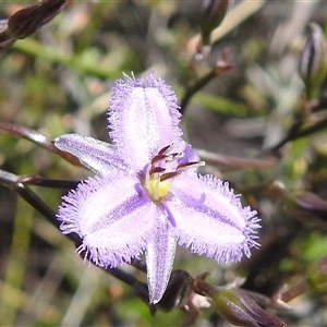 Thysanotus patersonii at Bruce, ACT - Yesterday by HelenCross