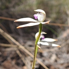 Caladenia ustulata (Brown Caps) at Bruce, ACT - 11 Oct 2025 by HelenCross