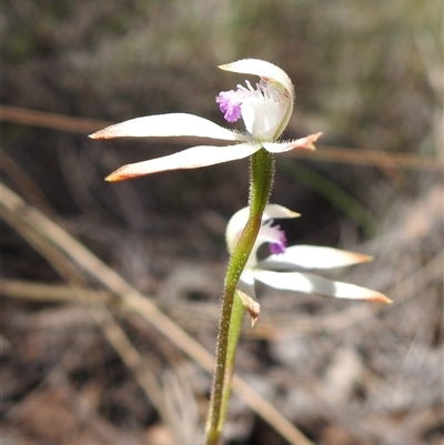 Caladenia ustulata (Brown Caps) at Bruce, ACT - 11 Oct 2025 by HelenCross